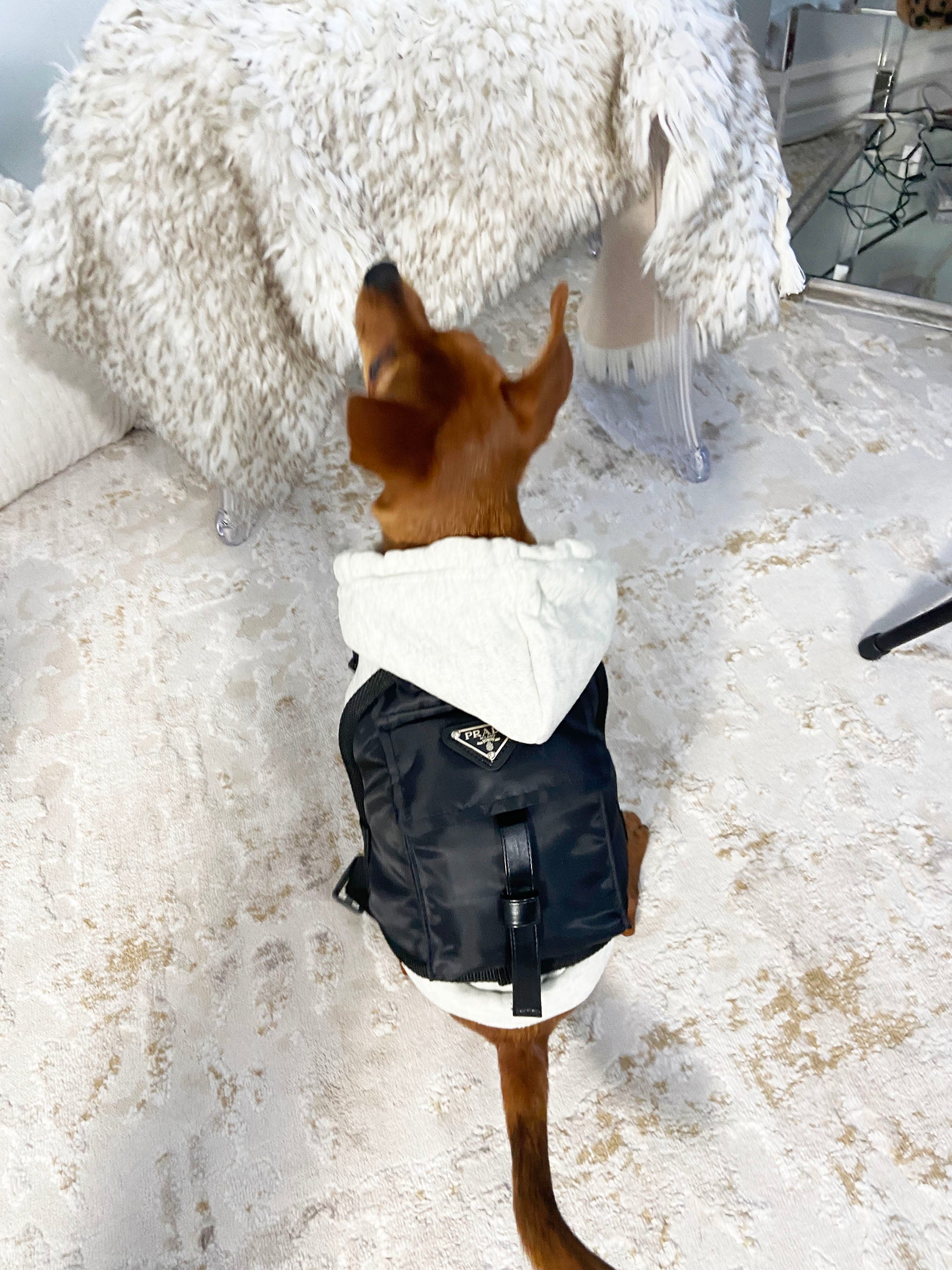 Pet Pawda Nylon Back Pack - Perception0one.com