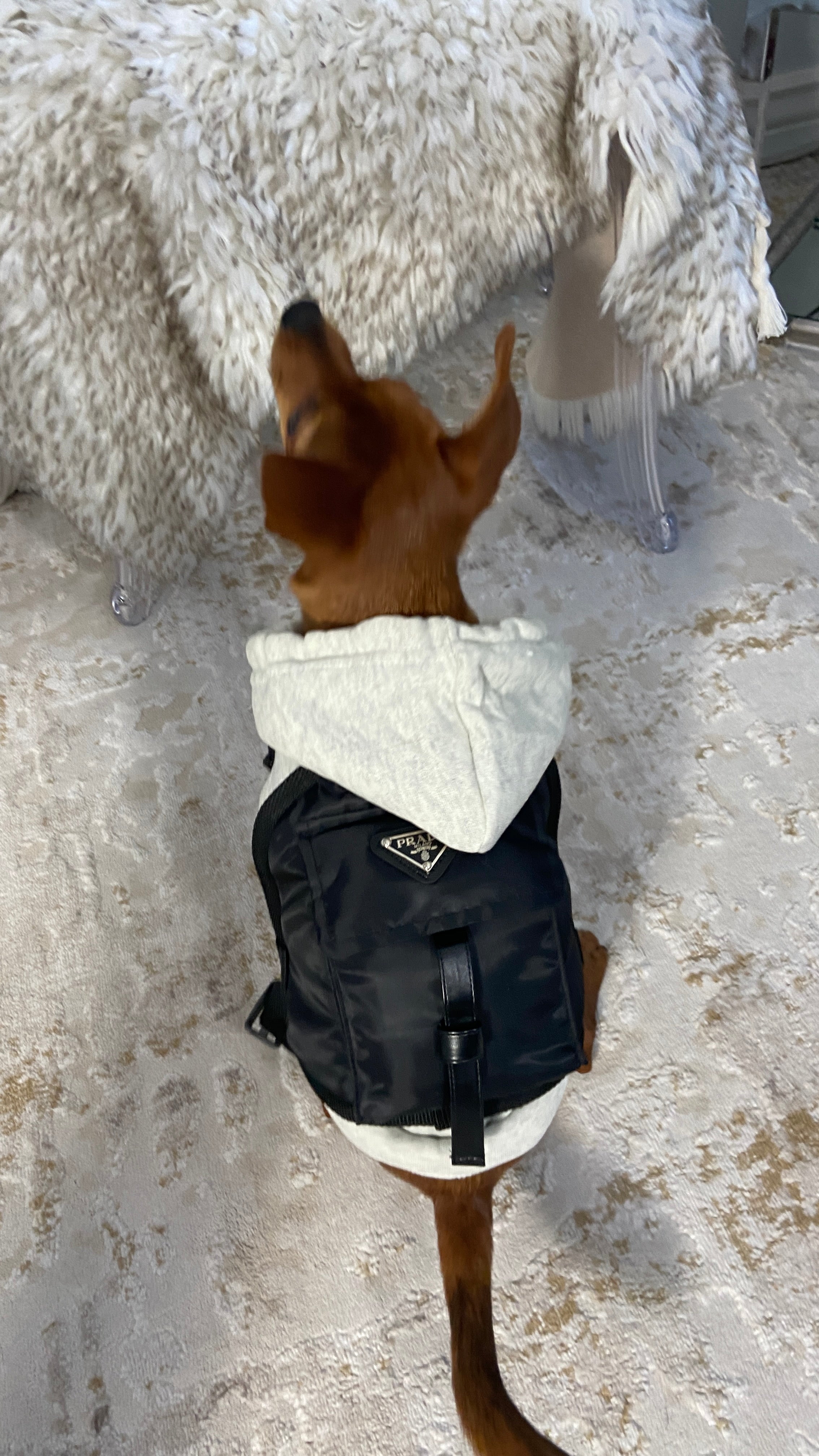 Pet Pawda Nylon Back Pack - Perception0one.com