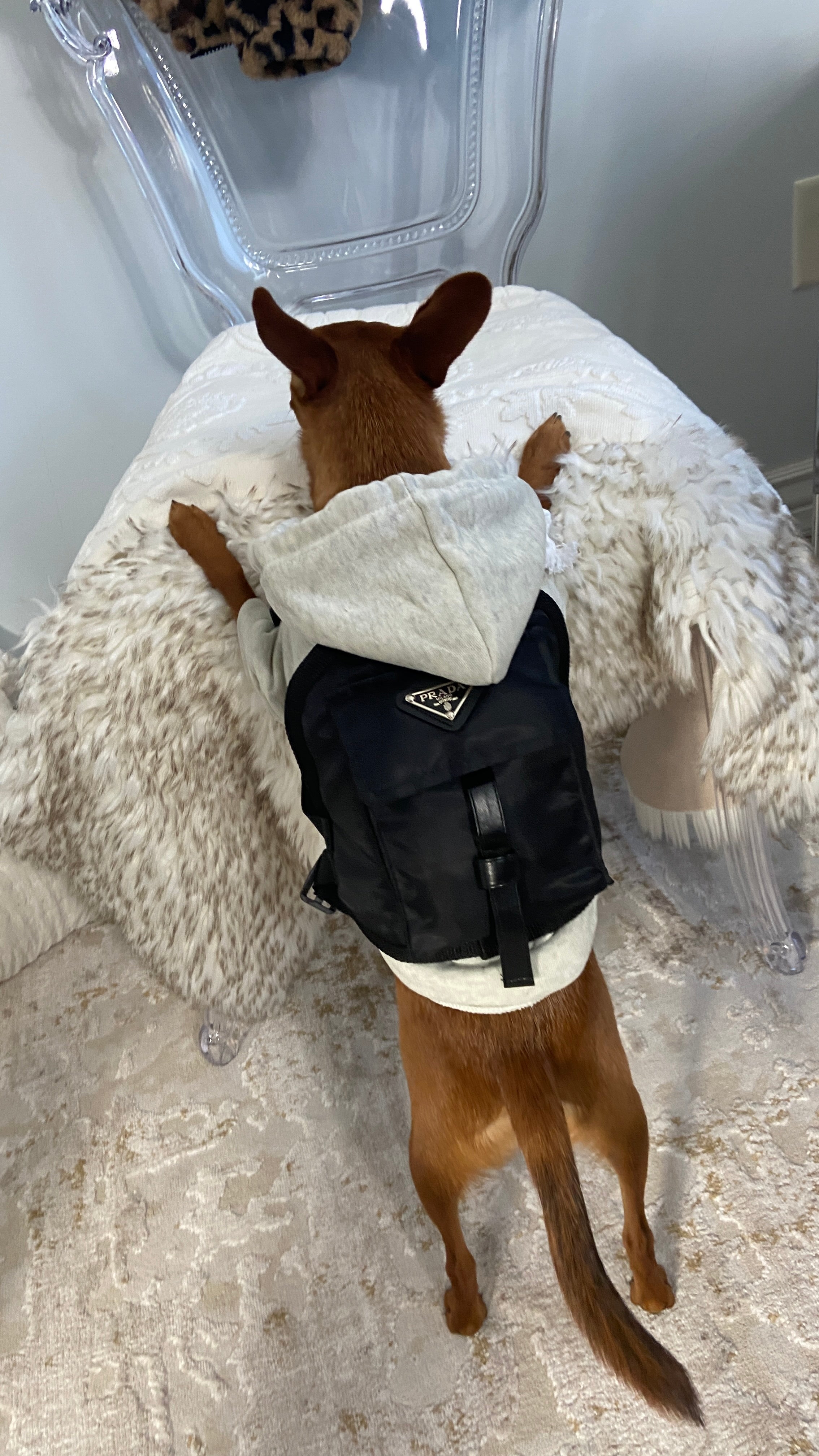 Pet Pawda Nylon Back Pack - Perception0one.com
